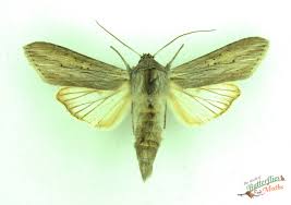 Attēlu rezultāti vaicājumam “Cucullia umbratica”