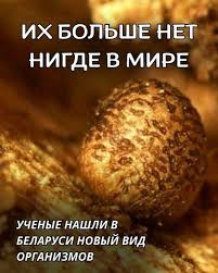 Attēlu rezultāti vaicājumam “Lycogala persicum”