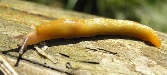 Attēlu rezultāti vaicājumam “Malacolimax tenellus”