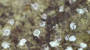 Attēlu rezultāti vaicājumam “Physarum conglomeratum macro”