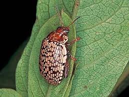 Attēlu rezultāti vaicājumam “Alticinae”