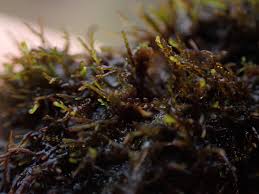 Attēlu rezultāti vaicājumam “Gymnocolea inflata”