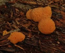 Attēlu rezultāti vaicājumam “Tubiferaceae”