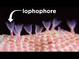 Attēlu rezultāti vaicājumam “Bryozoa”