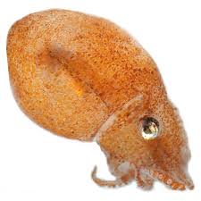 Attēlu rezultāti vaicājumam “Octospora splachnophila”