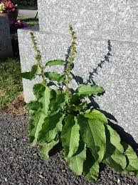Attēlu rezultāti vaicājumam “Rumex obtusifolius”