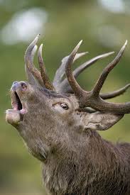 Attēlu rezultāti vaicājumam “Cervus elaphus”