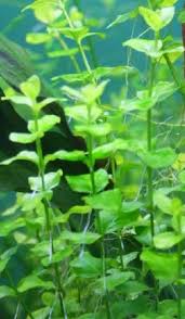 Attēlu rezultāti vaicājumam “Lysimachia nummularia leaf”