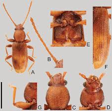 Attēlu rezultāti vaicājumam “Silvanidae”