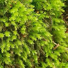 Attēlu rezultāti vaicājumam “Mnium hornum”