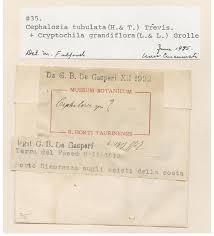 Attēlu rezultāti vaicājumam “Cladopodiella francisci”