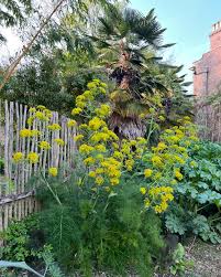 Attēlu rezultāti vaicājumam “Laserpitium latifolium flower”