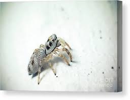 Attēlu rezultāti vaicājumam “Salticus scenicus”