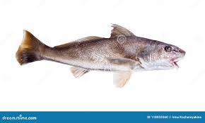 Image result for Micropogonias undulatus