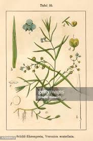 Attēlu rezultāti vaicājumam “Veronica scutellata bud”