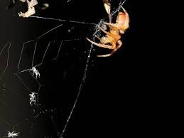 Attēlu rezultāti vaicājumam “Aranei”