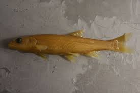 Image result for Ptychocheilus grandis