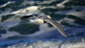 Attēlu rezultāti vaicājumam “Larus canus”