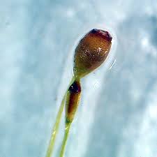 Attēlu rezultāti vaicājumam “Seligeria donniana”