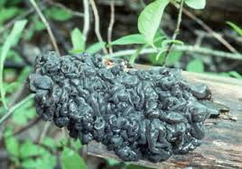 Attēlu rezultāti vaicājumam “Exidia glandulosa”