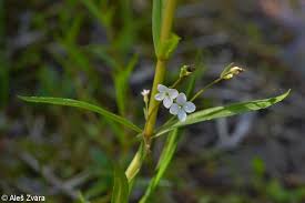 Attēlu rezultāti vaicājumam “Veronica scutellata flower”