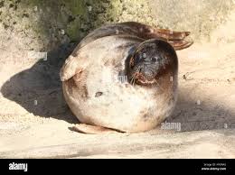 Image result for Pusa hispida