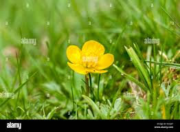 Attēlu rezultāti vaicājumam “Ranunculus bulbosus flower”