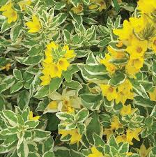 Attēlu rezultāti vaicājumam “Lysimachia punctata flower”