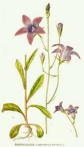 Image result for Campanula patula