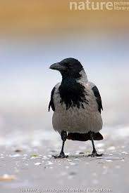Attēlu rezultāti vaicājumam “Corvus cornix adult”