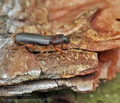 Attēlu rezultāti vaicājumam “Nothorhina punctata”