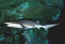 Image result for Notorynchus cepedianus