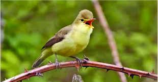 Image result for Hippolais polyglotta