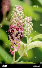 Attēlu rezultāti vaicājumam “Phytolacca acinosa flower”