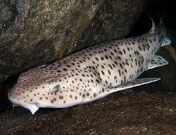Image result for Scyliorhinus stellaris