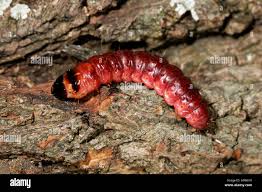 Attēlu rezultāti vaicājumam “Cossus cossus larva”
