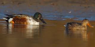 Attēlu rezultāti vaicājumam “Anas clypeata”