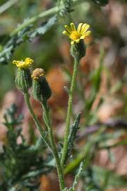 Attēlu rezultāti vaicājumam “Senecio viscosus”