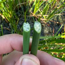 Attēlu rezultāti vaicājumam “Schoenoplectus lacustris subsp. glaucus bud”