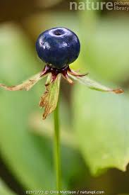 Attēlu rezultāti vaicājumam “Paris quadrifolia”