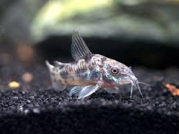 Image result for fish corydoras