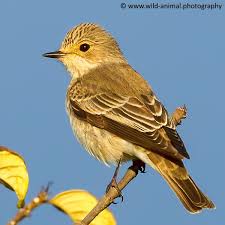 Attēlu rezultāti vaicājumam “Muscicapa striata adult”