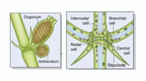Attēlu rezultāti vaicājumam “Chara aspera male”