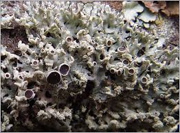 Attēlu rezultāti vaicājumam “Physcia tenella”