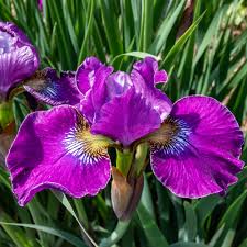 Attēlu rezultāti vaicājumam “Iris sibirica leaf”