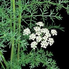 Attēlu rezultāti vaicājumam “Carum carvi leaf”