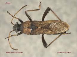 Attēlu rezultāti vaicājumam “Alydus calcaratus”