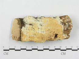 Attēlu rezultāti vaicājumam “Porotheleum fimbriatum”