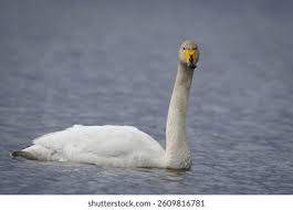 Attēlu rezultāti vaicājumam “Cygnus cygnus adult”