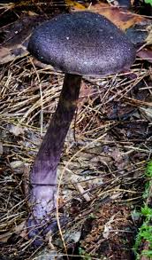 Attēlu rezultāti vaicājumam “Cortinarius violaceus”